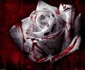 Blood Roses.jpg